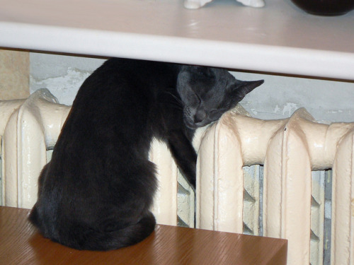 Marijus (Vilnius, Lithuania) - Sleeping Russian Blue Cat, Perla, 2008  Photography