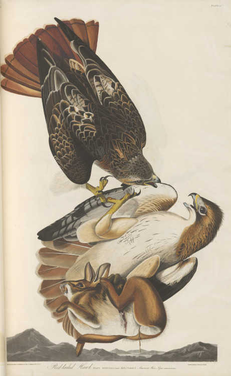 Red-tailed hawk. From John James Audubon’s Birds of America, circa 1827-1830.