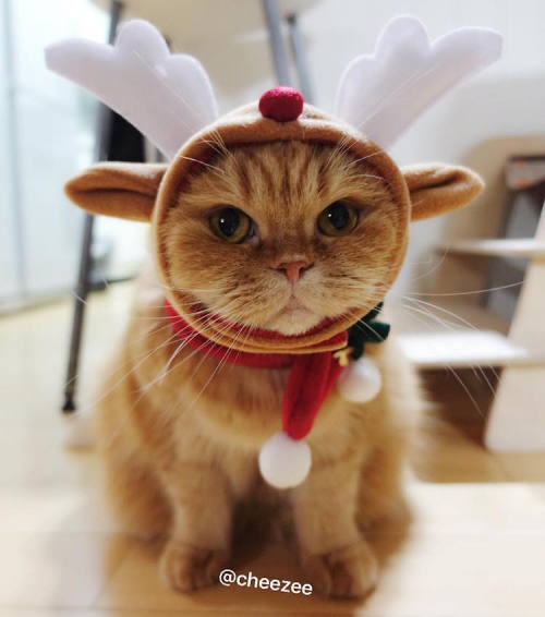 mymodernmet:Adorable “Christmas Cats of Instagram” Get Into the Holiday Spirit