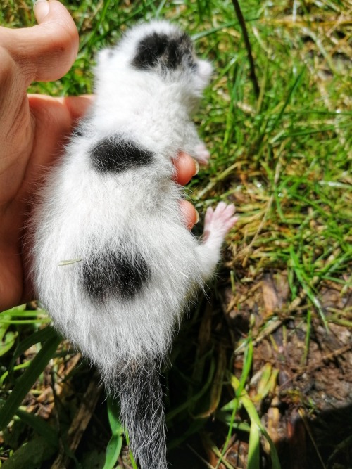 hedgehog-moss:I tried discreetly to pilfer the children for a quick photoshoot, but they ratted me o