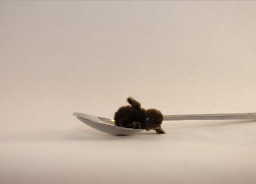 frauluther: captashley: OMG YES I FOUND THEM my baby button quail pictures ;u; This one is Darth Vad