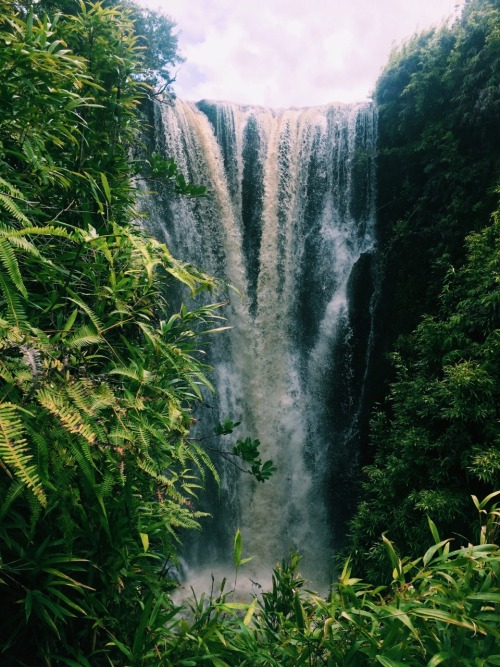 theadventurechild: Jungle/tropical blog ❁❁ tropical blog, following back everyone  ❁❁