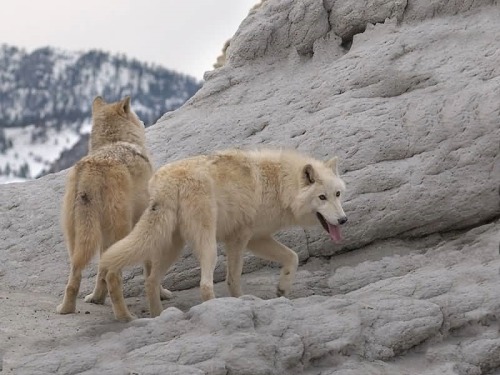 wolvesphoto:White wolves on the rock