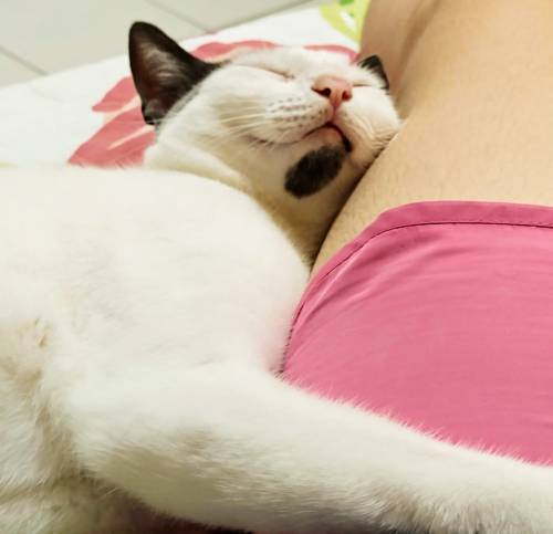A picture of a white cat with gray marks snuggled contently against someone's leg.
