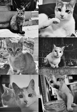 mortisia:  Gorgeous and adorable cats from Greece. Photographs were taken from here and edit by me. 