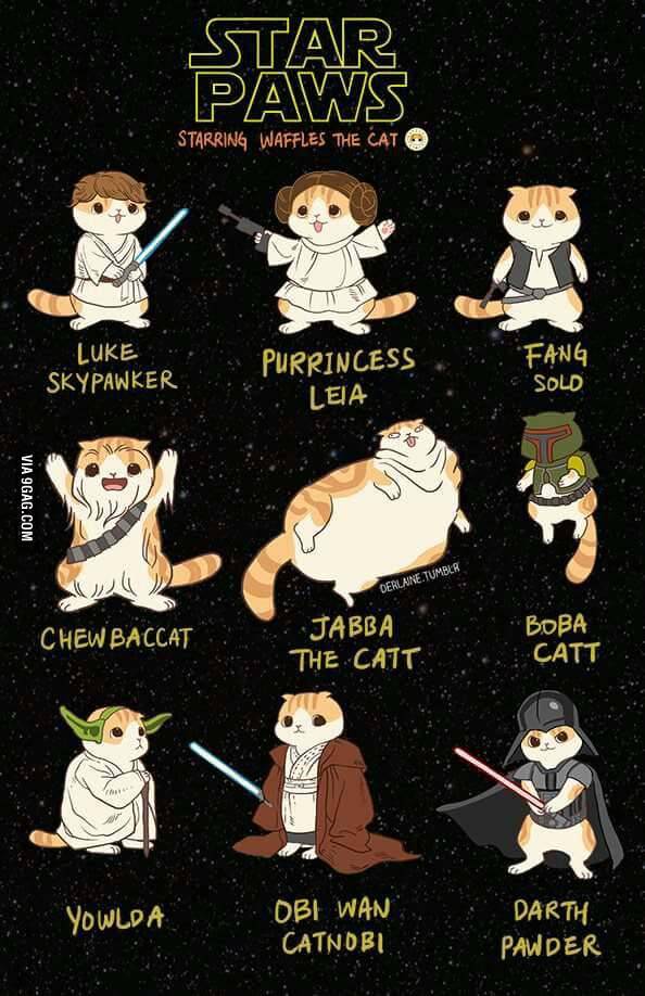 Star Wars of Cat