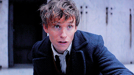 sansarya:gif request meme | newtscamanders asked: Fantastic Beasts + Favourite Male Character