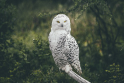 furstyphoto:  Face to face with a snowy owl.