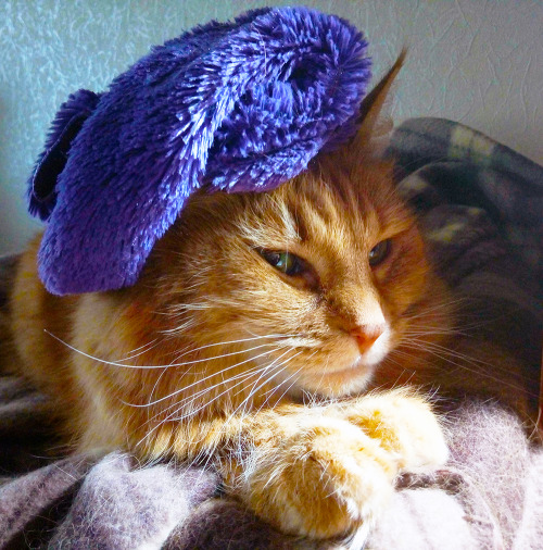 tarishaandart: When your cat looks so much more stylish in a beret than you do. And she knows it!