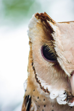 cloudyowl:  Oriental Bay Owl by oAOEo 