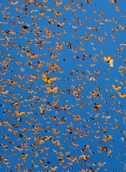 sci-universe:  Each fall, millions of monarch butterflies migrate to California and Mexico for winter. North American monarchs are the only butterflies that make such a massive journey (up to 4,830 kilometers/3,000 miles). They use the sun to ensure that