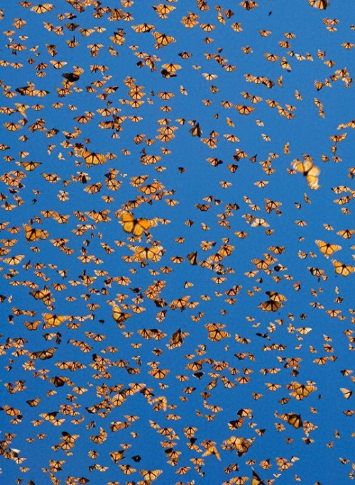 Porn Pics sci-universe:  Each fall, millions of monarch