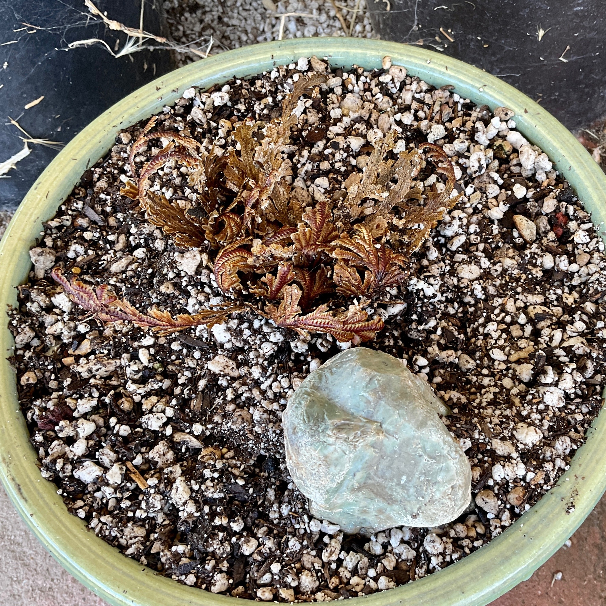 The plant is now mostly open, revealing long, deeply lobed leaves.