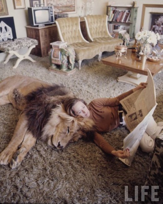 soyuncharizard:   Tippi Hedren and family living with a pride of lions.  de que porte