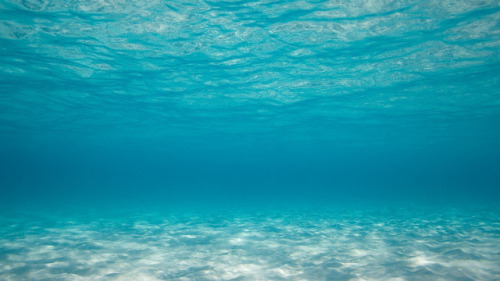aesthetics-for-otherkin:An Oceankin aesthetic for anon! I hope this is up to your liking! Thank you 