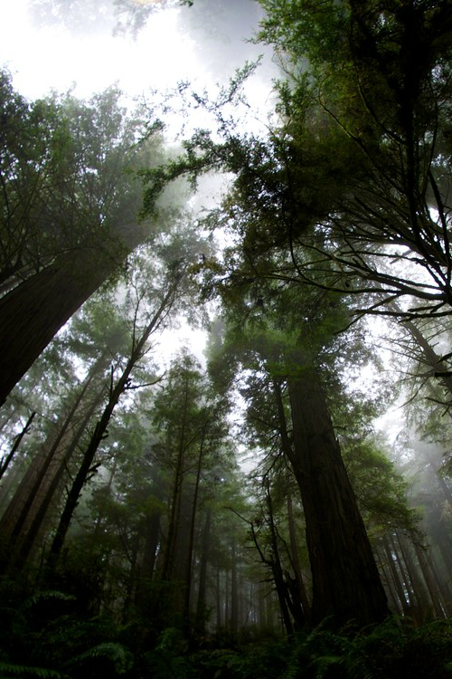 stvdy: Redwoods National Park Taylor Duncan