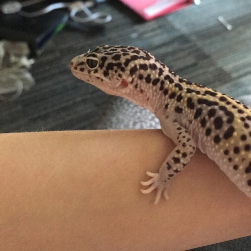 My geck friend Zeke!