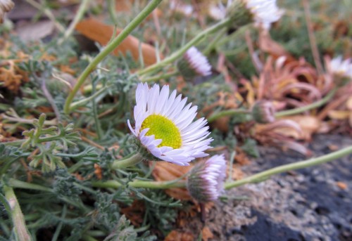 cutleaf daisy (Erigeron compositus) flowering in December (!?)