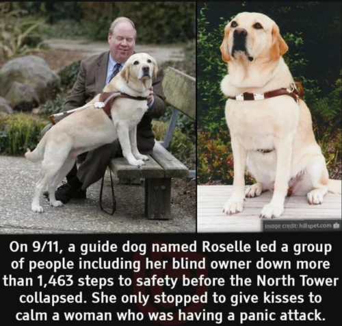 Roselle the best guide dog.