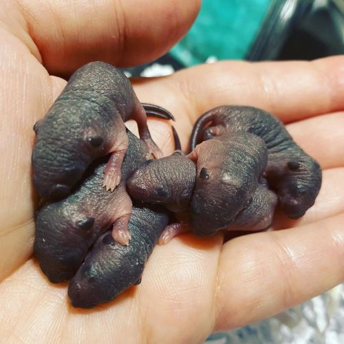 Lots of babies being born this week! We have a beautiful litter of Black mice and Albinos! The lab m