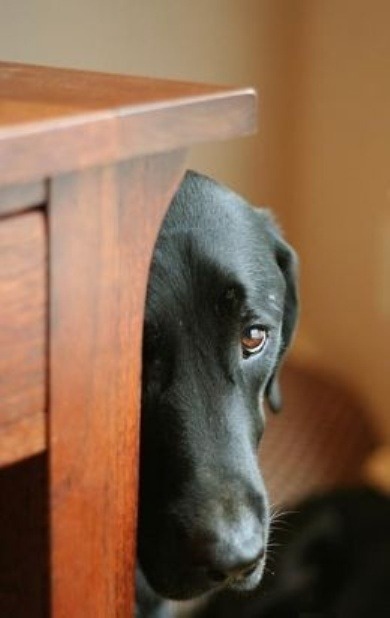 look at that face