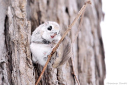 fueledbyboba:  end0skeletal: The Japanese dwarf flying squirrel may be the cutest thing I’ve ever seen with my own two eyeballs.  little boop boop