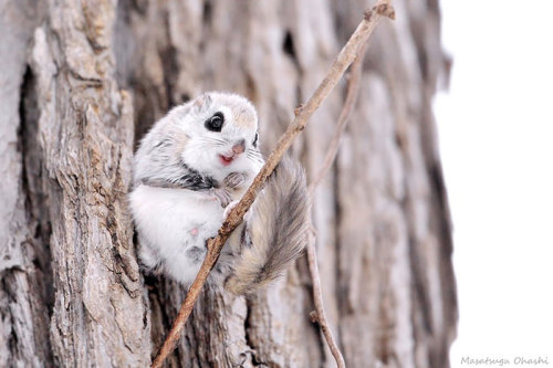 fleeting-sanity: that-mom-friend: end0skeletal: The Japanese dwarf flying squirrel may be the cutest