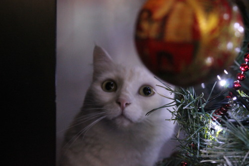 ilary90: My cat posing for me under the Christmas tree.