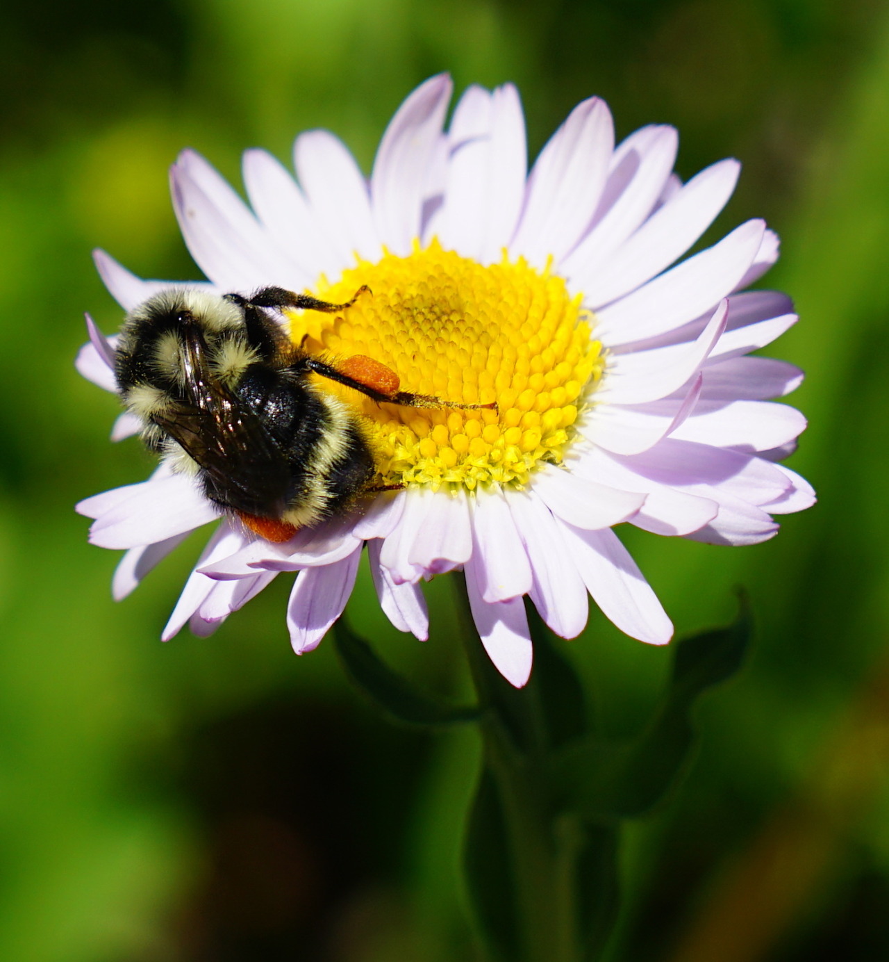 Pollen Baskets - Wildflower Meadows