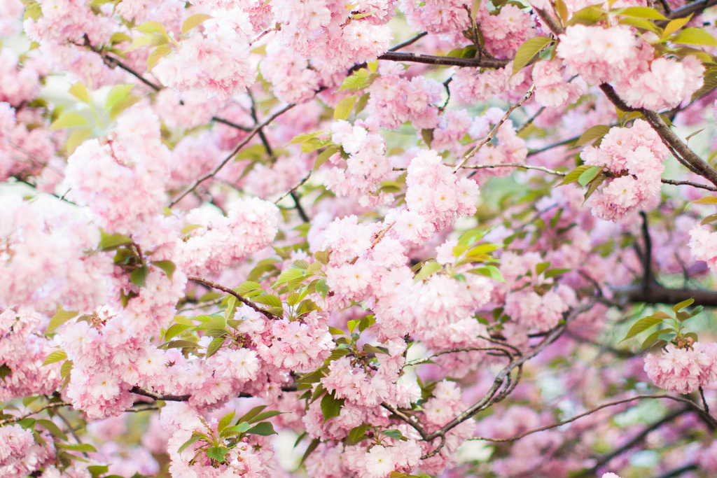 jacindaelena:  NYC || Rebecca Dale