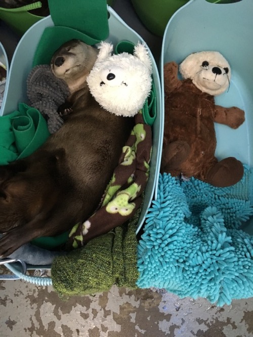 aquaristlifeforme: Which otter is real and which otter is stuffed? So cute!