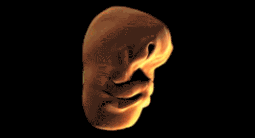strangebiology:  The human face as it develops in the womb.