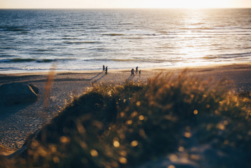 piavalesca:warm summer wind smelling like saltwater, dunegrass and rosehip