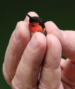 awwww-cute:  A Neaty tiny ruby throated Hummingbird