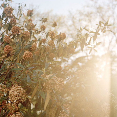 bobbycaputo:  Spring Has Sprung New York City-based photographer Darcy Rogers makes lovely, sweet images of oceans, beaches, spaces and personal objects in square format. She’s also been photographing blossoming branches in spring sunlight. Her series,