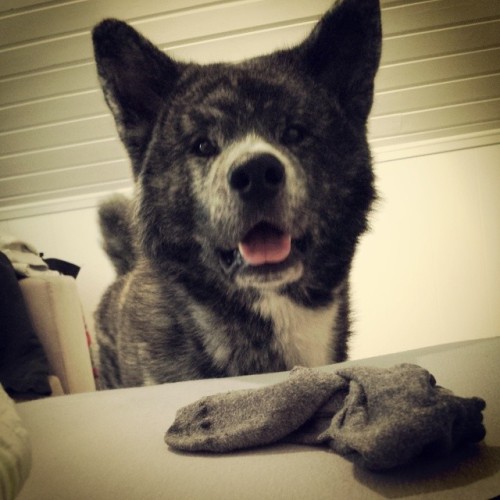 Today&rsquo;s &ldquo;welcome back from sleep&rdquo;-gift: a used sock. Thank you, Tanuki