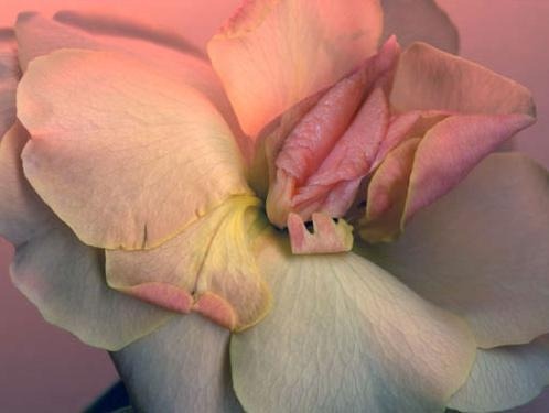 imamermaid:  cloudgurl:  acidhippie:  Do people really think it’s a coincidence that so many flowers’ petals resemble women’s vaginas  bc we are flowers actually   My vagina is a fucking flower