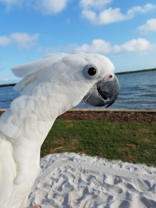 fishcrow:  captain-cockatoo: fishcrow:  “Come on let’s go!” “I will buy you some food!”   LONG NECK ACTIVATED  Omg!! What a good bird! very long!