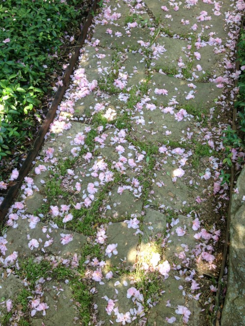 17yr:look how pretty the courtyard at my school is