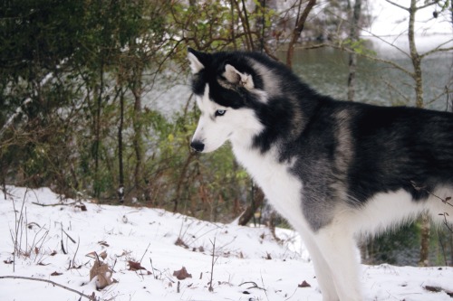 husky dogs