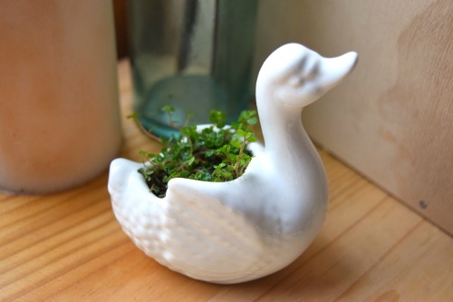 ~DIY Little Swan Planter~I decided to use Baby Tears, click on the photos for details x