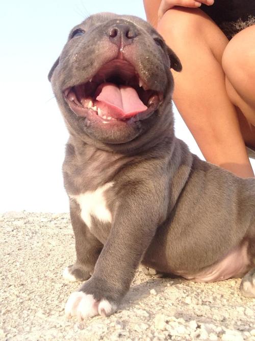 endless-puppies: This little pupper is so excited to be exploring the outside world