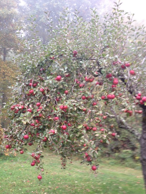blueshoesandbluemountains: This orchard with the inexplicable empty circle in the middle where not e