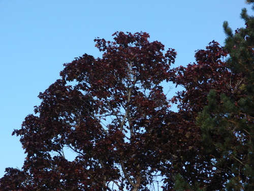 Acer platanoides — Norway maplepossibly cultivar ‘Schwedleri’, dark purple foliage in mo