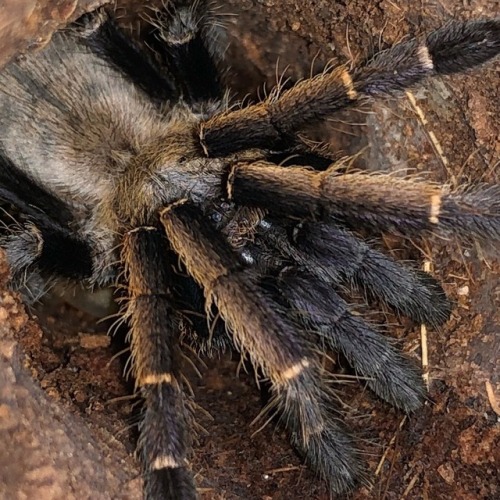 tarantula