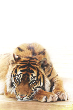 visualechoess:  Deep in Thought - by: Ian