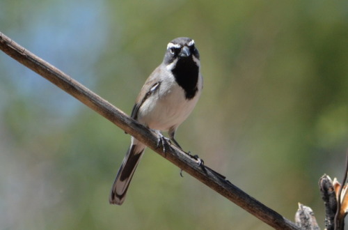 Black-throated sparrow in Bob Rodrigues’ yard