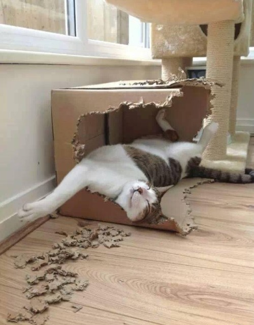 Cat Logic - Thinking Outside The Box