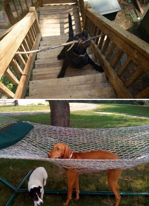 tastefullyoffensive:Dogs Who’ve Made Terrible Life Choices (photos via bored panda)Related: Before and After Photos of Dogs Growing Up