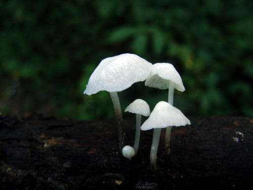 frolicingintheforest:White Marasmius(Marasmilellus albuscorticis)